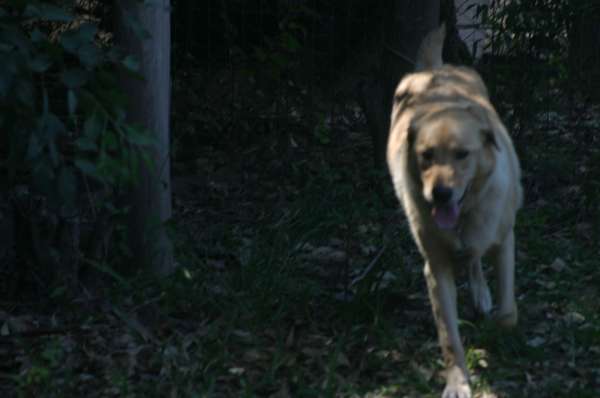 PIQUETE EN EL AREA FOTOS