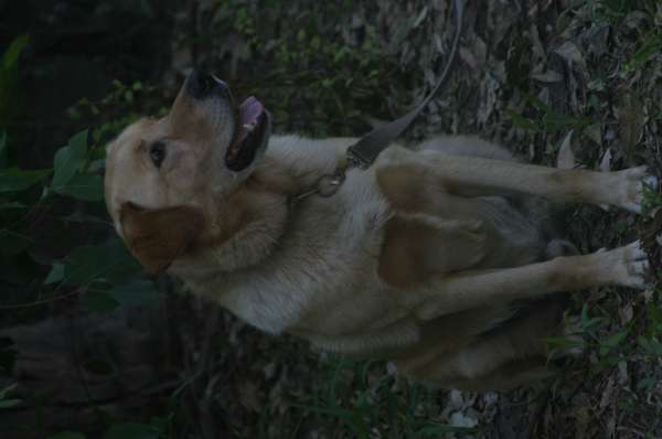 PIQUETE EN EL AREA FOTOS