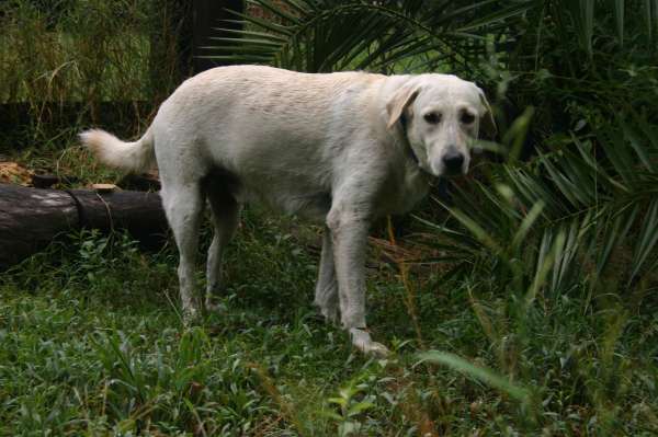 PIQUETE EN EL AREA FOTOS