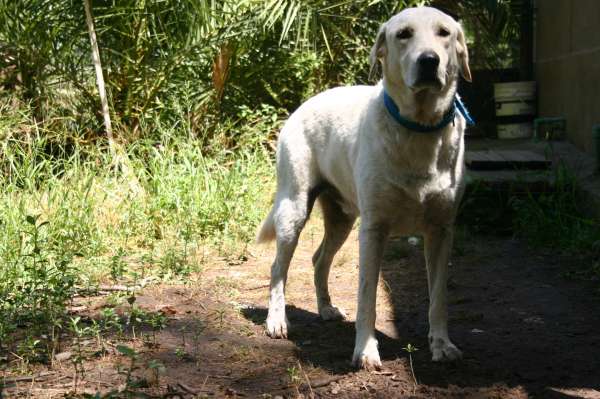 PIQUETE EN EL AREA FOTOS