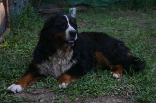 PIQUETE EN EL AREA FOTOS