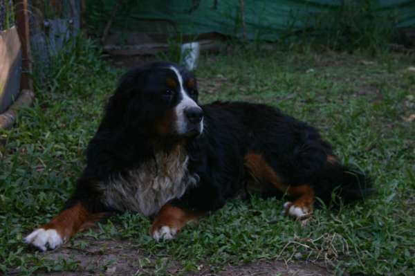 PIQUETE EN EL AREA FOTOS