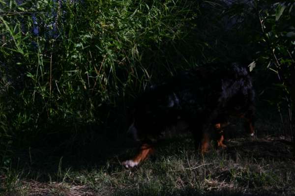 PIQUETE EN EL AREA FOTOS