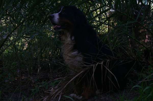 PIQUETE EN EL AREA FOTOS