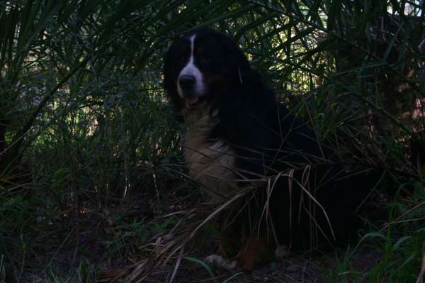 PIQUETE EN EL AREA FOTOS