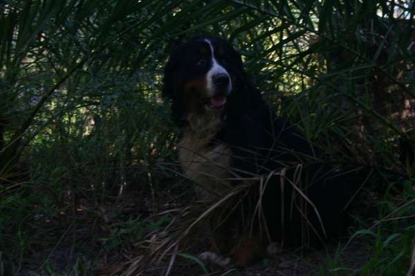 PIQUETE EN EL AREA FOTOS