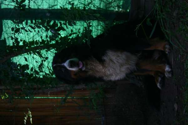 PIQUETE EN EL AREA FOTOS