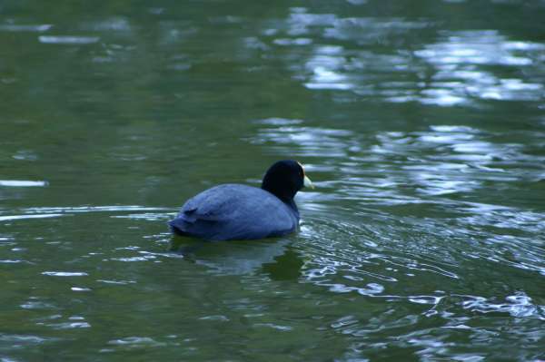 ROSEDAL 27 DE JUNIO 2012