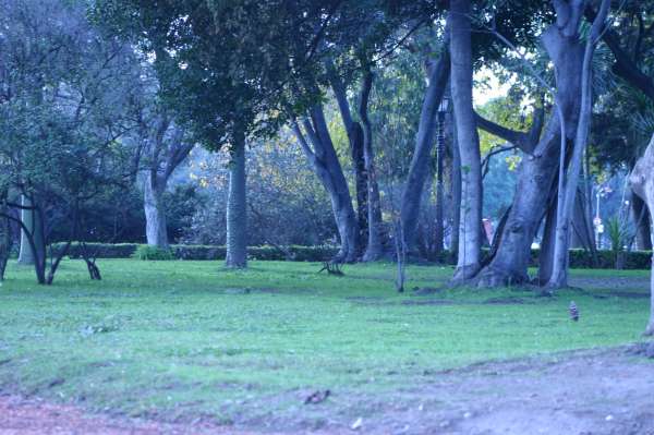 ROSEDAL 27 DE JUNIO 2012