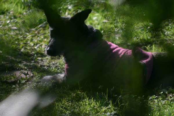 PIQUETE EN EL AREA FOTOS